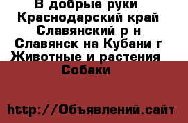 В добрые руки - Краснодарский край, Славянский р-н, Славянск-на-Кубани г. Животные и растения » Собаки   